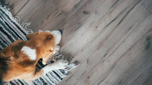 The Wooden Floor Store Is the UK's Leading Online Flooring Specialist